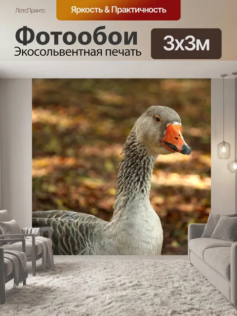 Фотообои Ducks