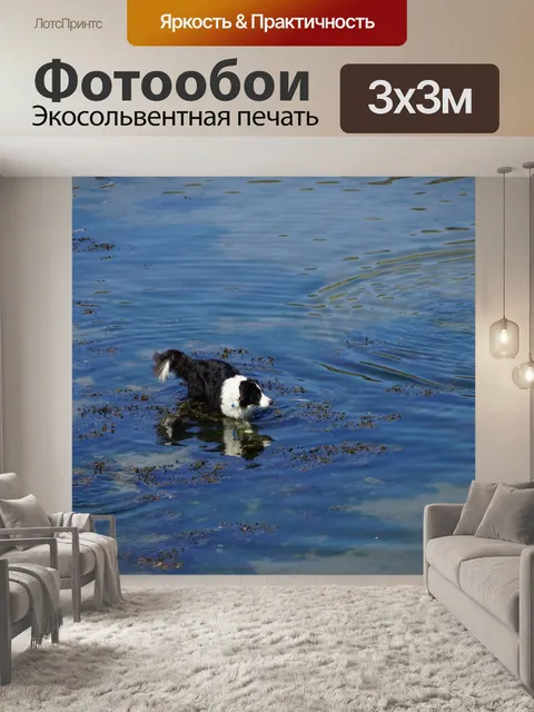 Фотообои овчарка