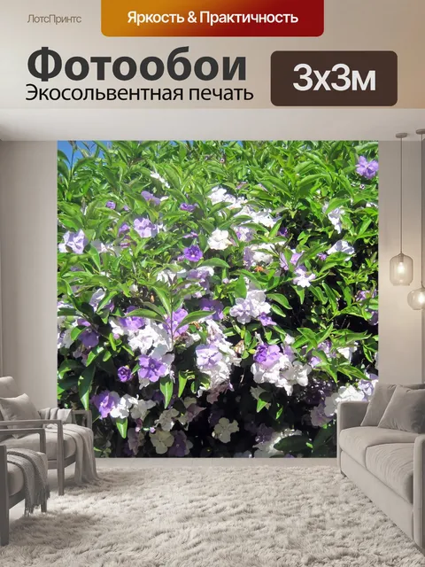 Фотообои Brunfelsia кустарник