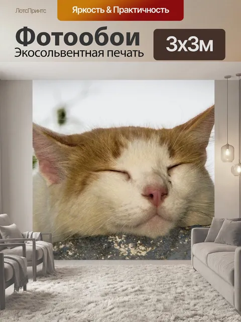 Фотообои Кошка