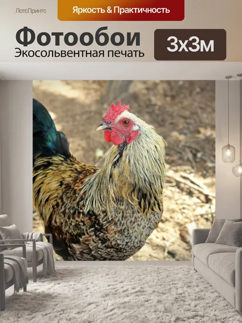 Фотообои Красочный куриный крупный план