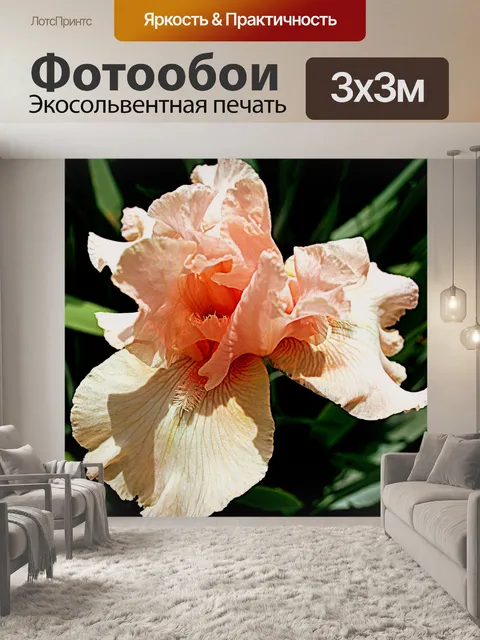 Фотообои Розовый ирис