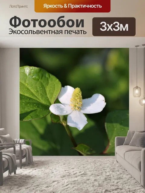 Фотообои Цветок хамелеона и роса крупным планом