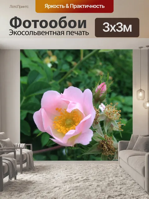 Фотообои Кустовая роза