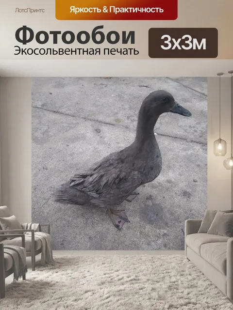 Фотообои Любительская милая молодая утка