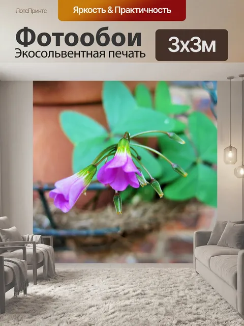 Фотообои цветок клевера