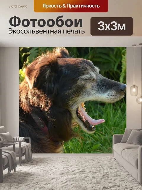 Фотообои Зевать