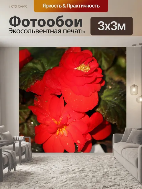 Фотообои Красные бегонии и капли дождя