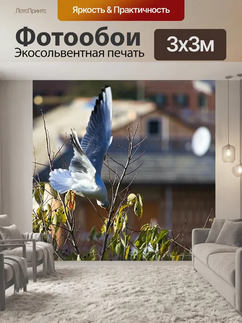 Фотообои Чайка