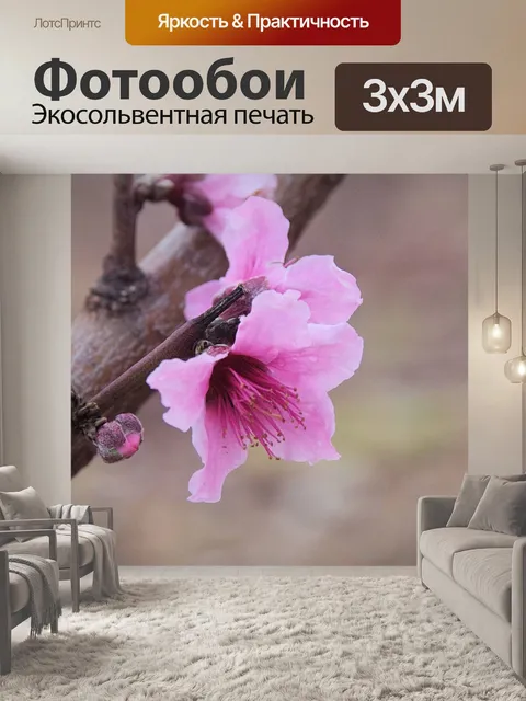 Фотообои Крупный розовый цвет персика
