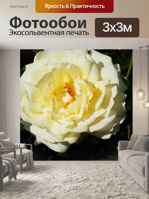 Фотообои Белая роза