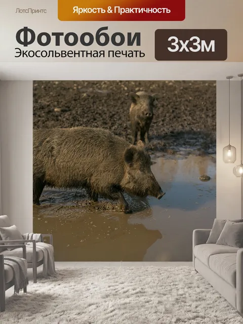 Фотообои Дикая свинья