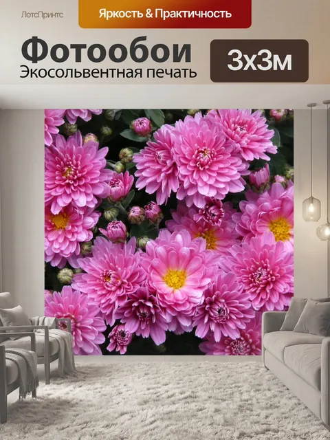 Фотообои Карликовая летняя астра
