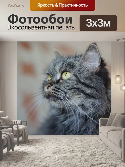 Фотообои Cat