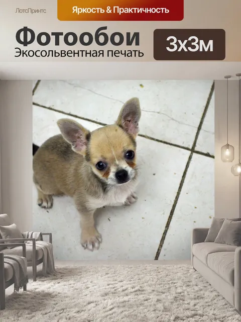 Фотообои Щенок Чихуахуа (d)
