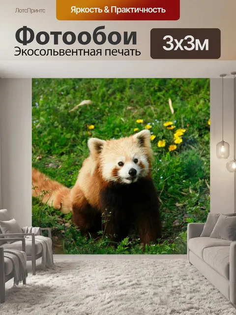 Фотообои Красная панда