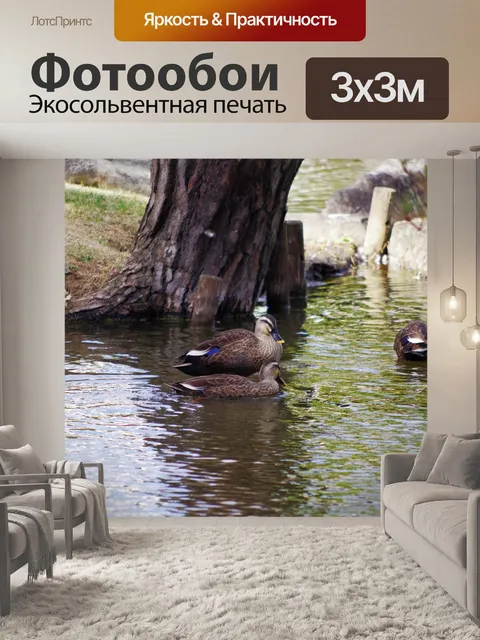 Фотообои Водоплавающая птица