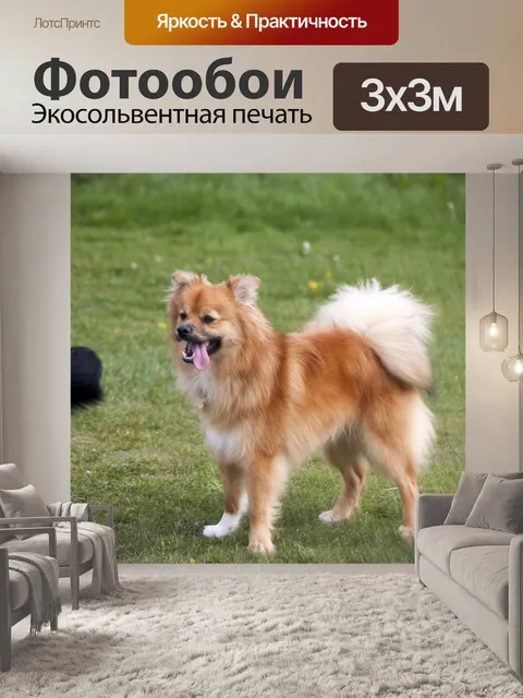Фотообои Симпатичные собаки - Pomchi