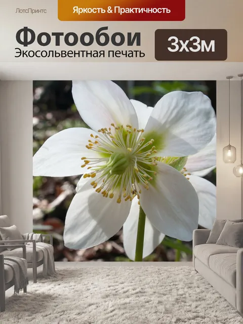 Фотообои Рождественская роза