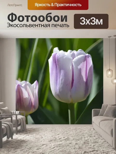 Фотообои Тюльпан