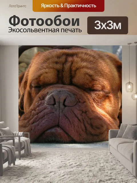 Фотообои Собака