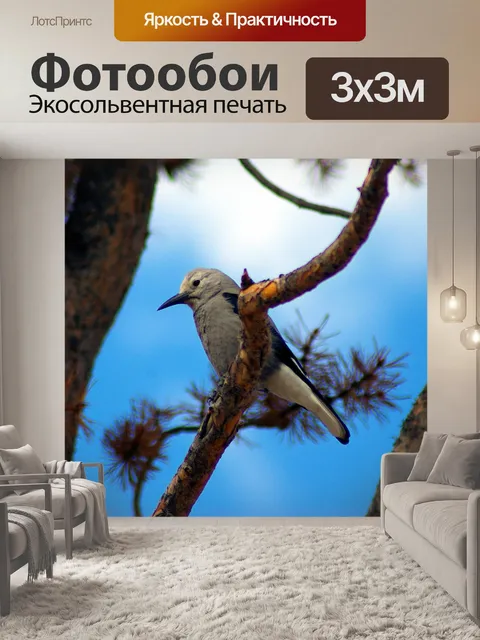 Фотообои Щелкунчик кларка на ветке