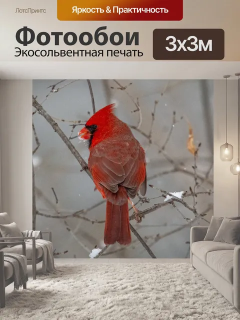 Фотообои Северный кардинал