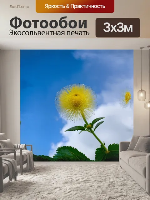 Фотообои мимоза, одиночный жёлтый цветок с множеством пушистых тычинок, раскинулся на фоне бескрайнего голубого неба…