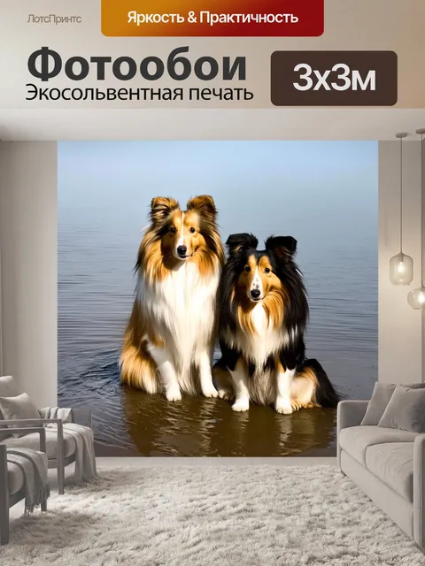 Фотообои две шелти, одна с белым и коричневым мехом, другая с черным и золотым, сидят рядом на берегу озера…
