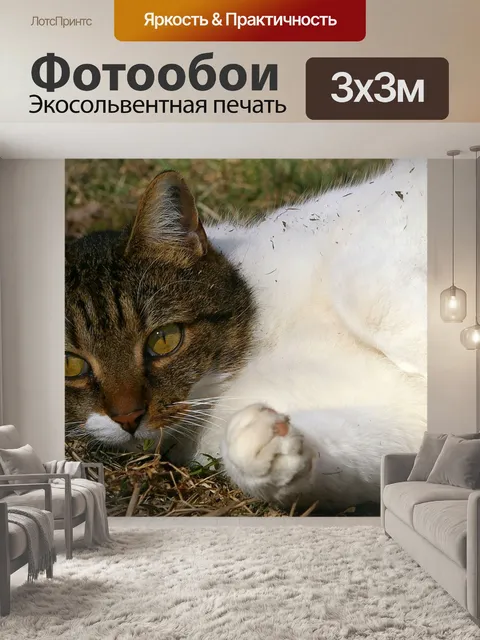 Фотообои Кошка