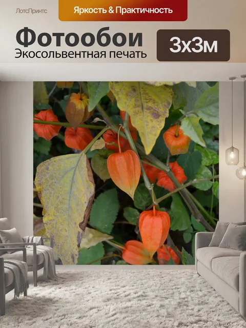 Фотообои Физалиса. Осень.