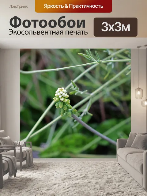 Фотообои белые бутоны леопардовой лилии