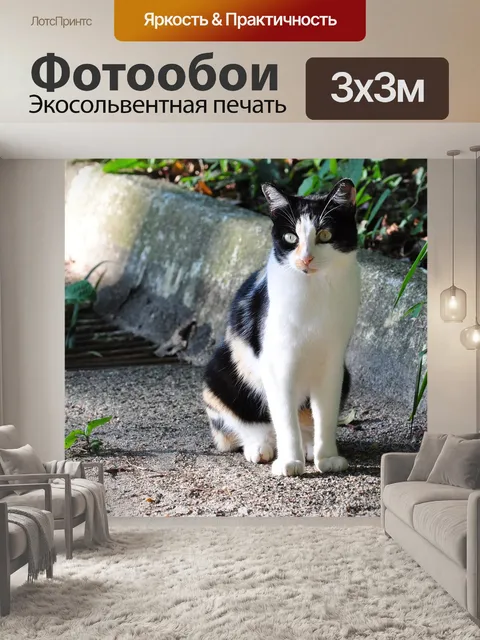 Фотообои Кошка