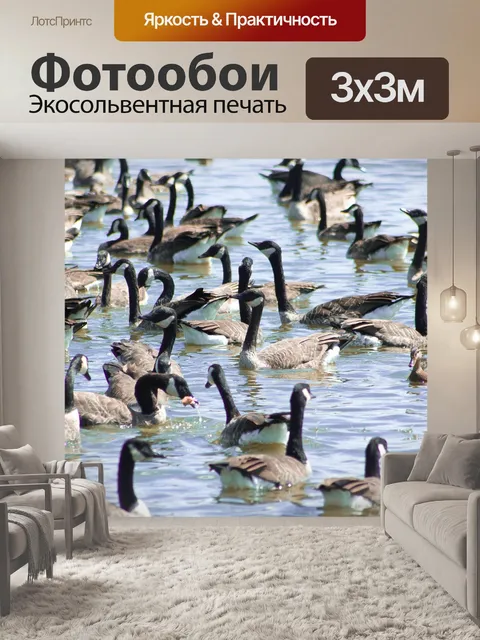 Фотообои Канадские гуси