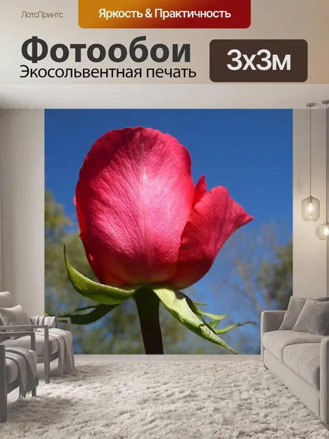 Фотообои Роза