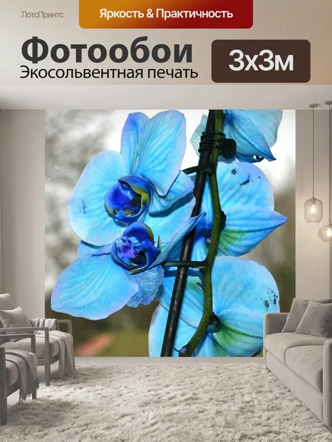 Фотообои Орхидея