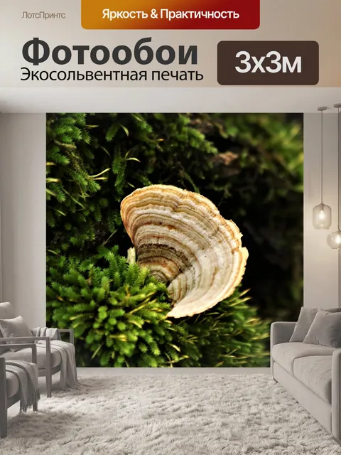 Фотообои Кронштейн грибок на мохе крупным планом