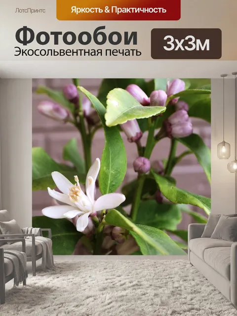 Фотообои Лимон