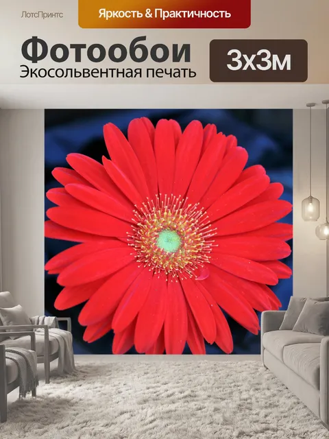 Фотообои Красный Гербер Дейзи на синем
