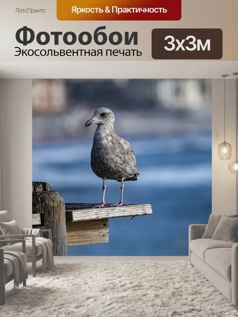 Фотообои молодая чайка