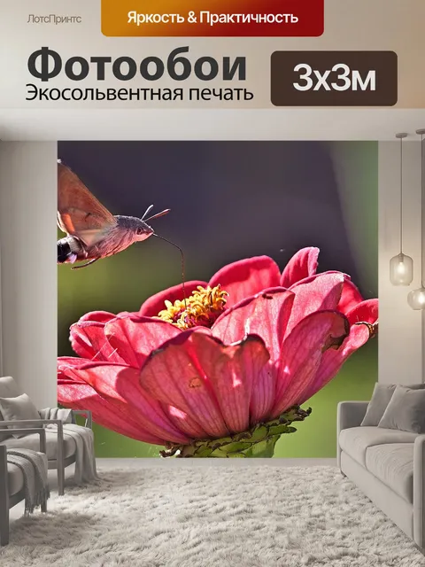 Фотообои Колибри ястреб моли