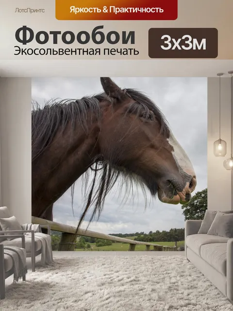 Фотообои Домашняя лошадь