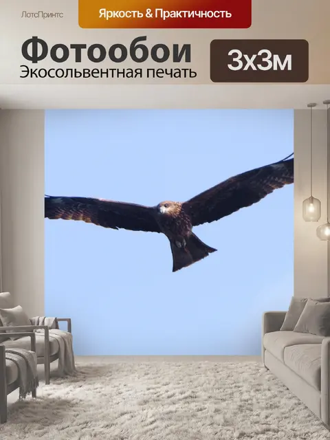 Фотообои Коршун - охотится Eye View