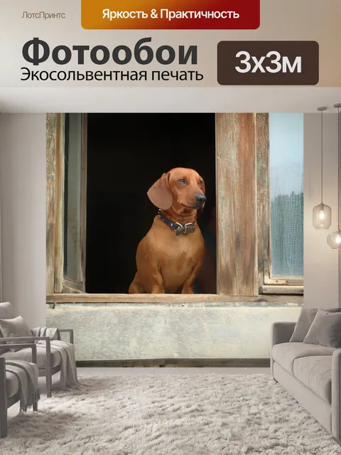 Фотообои Такса