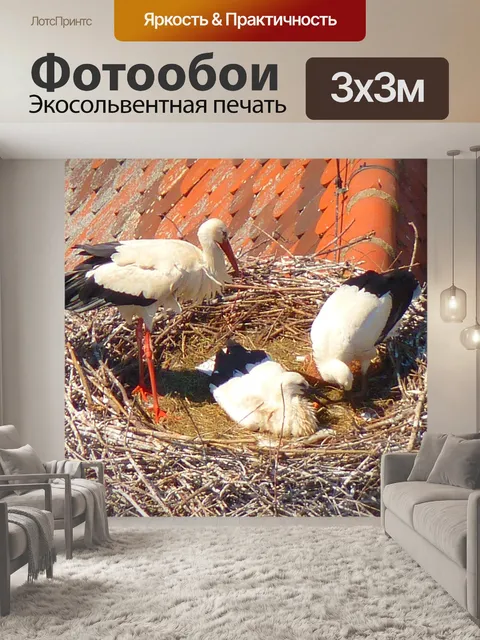 Фотообои Аист