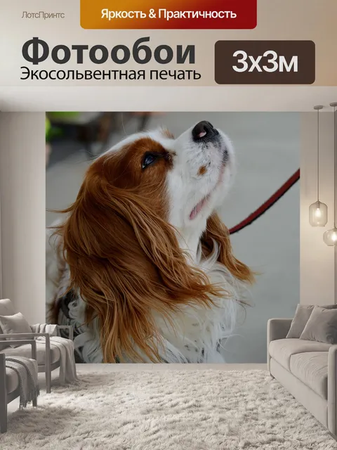 Фотообои Собака