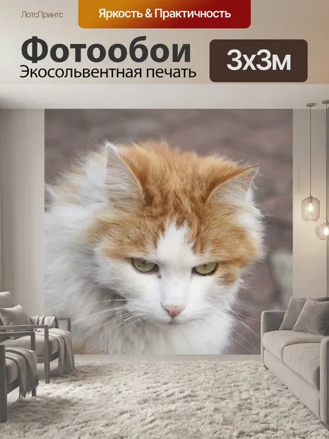 Фотообои Кошка