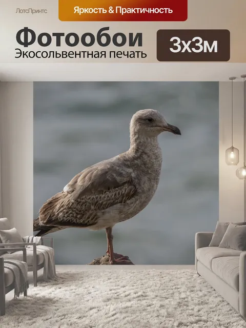 Фотообои Неполовозрелая чайка стоя