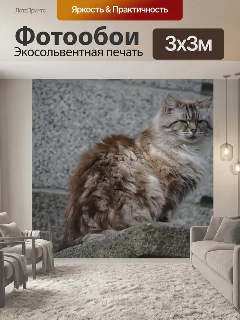 Фотообои Красивая кошка с длинными волосами