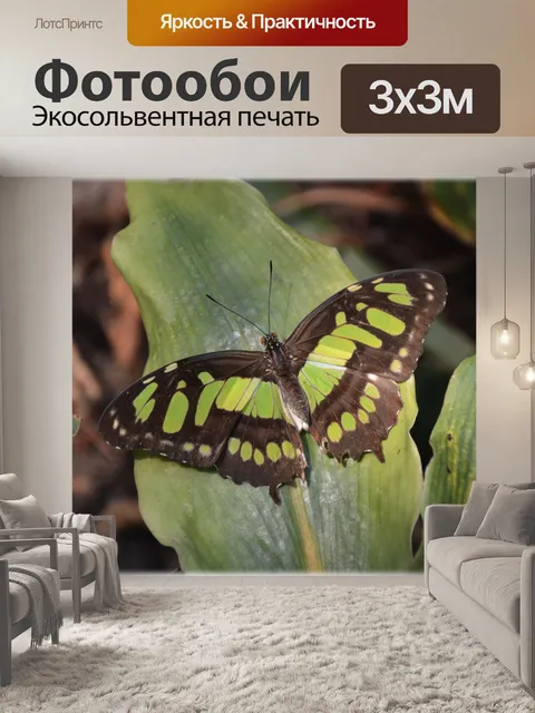 Фотообои Бабочки 04